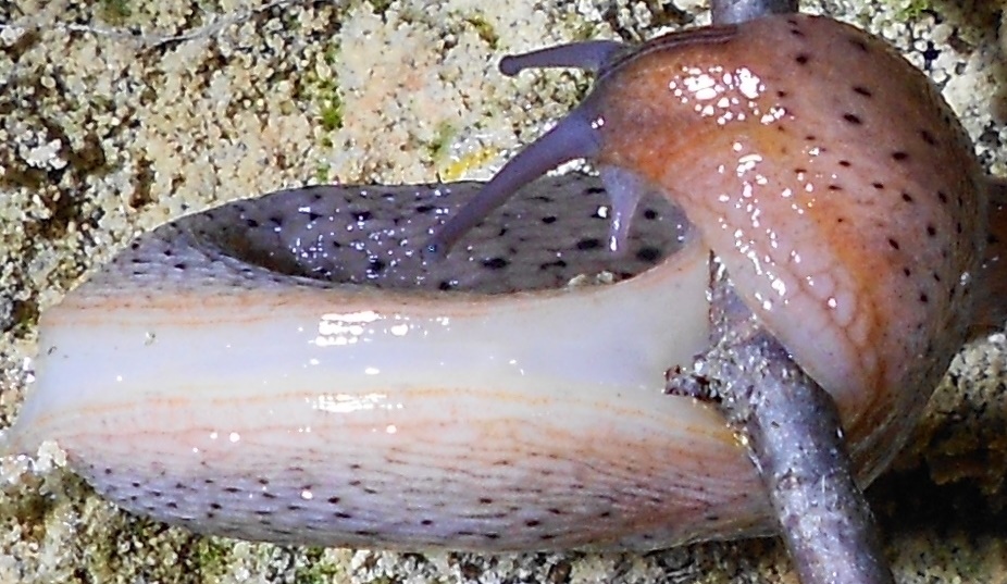 Il mio primo Limax dell'' millipunctatus-gruppo!